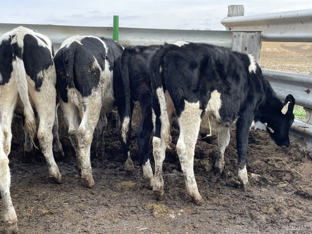 (11) Holstein heifers